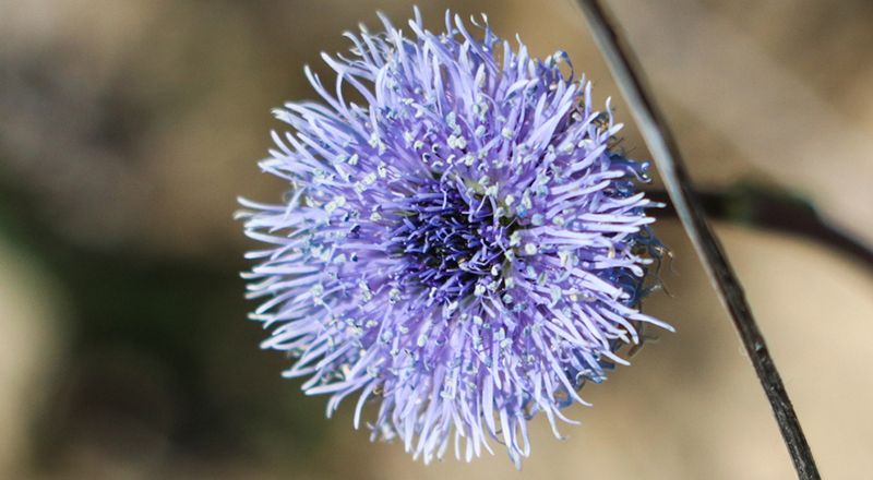 4 fotogalerías flora