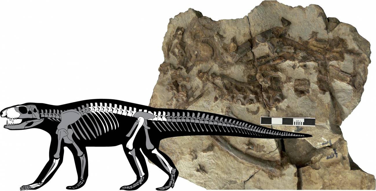 cocodrilo nueva especie descubierta pirineo fosil