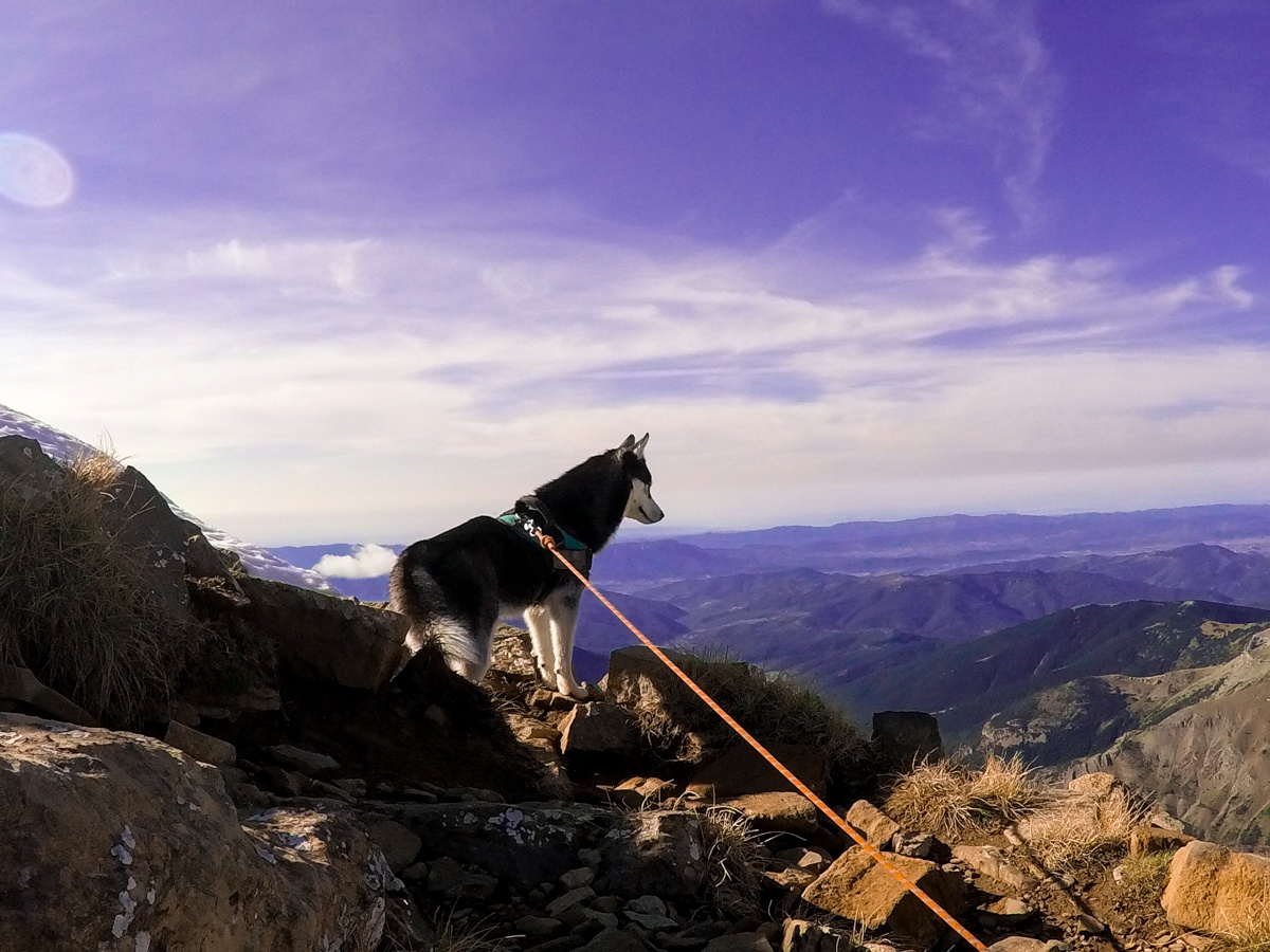 husky pirineo aspe cima norte