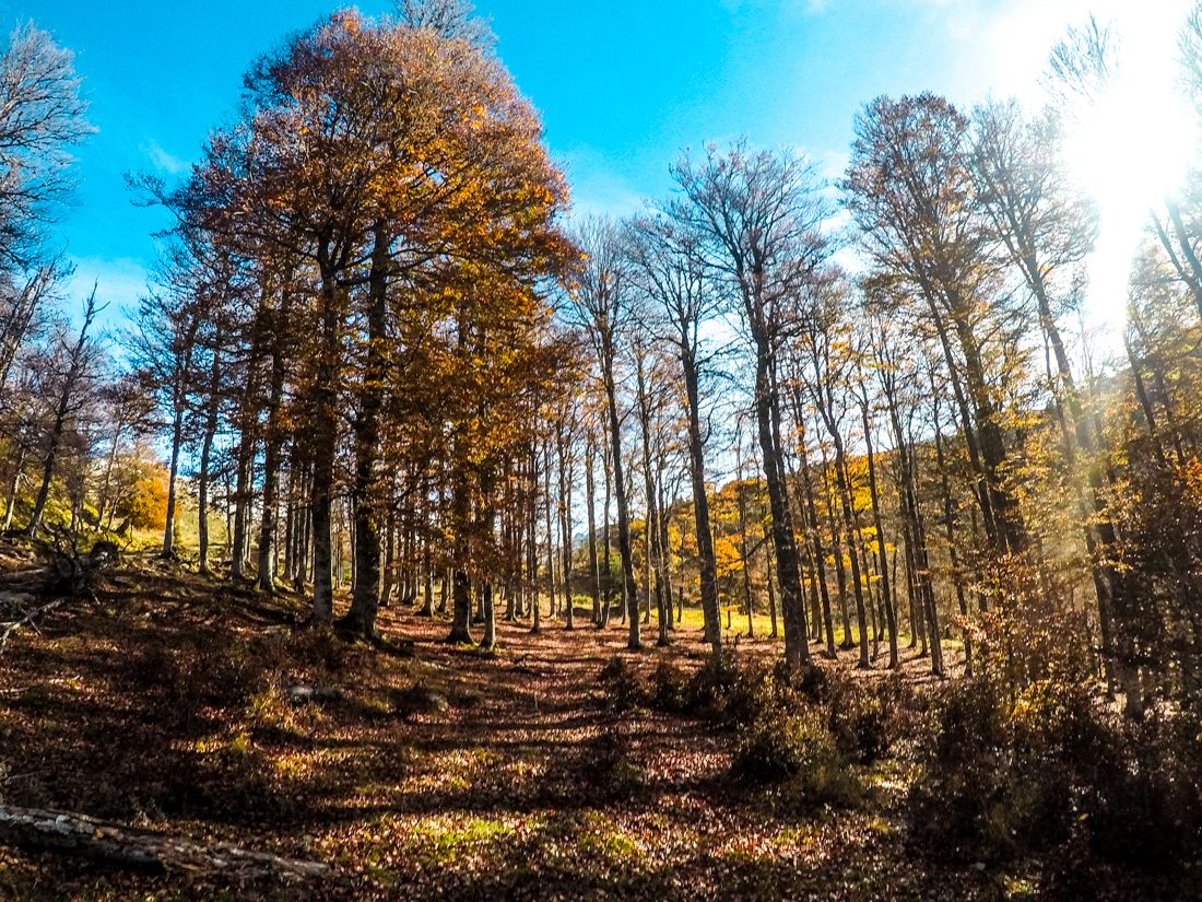 circular ruta bosque gamueta linza anso otoño valle