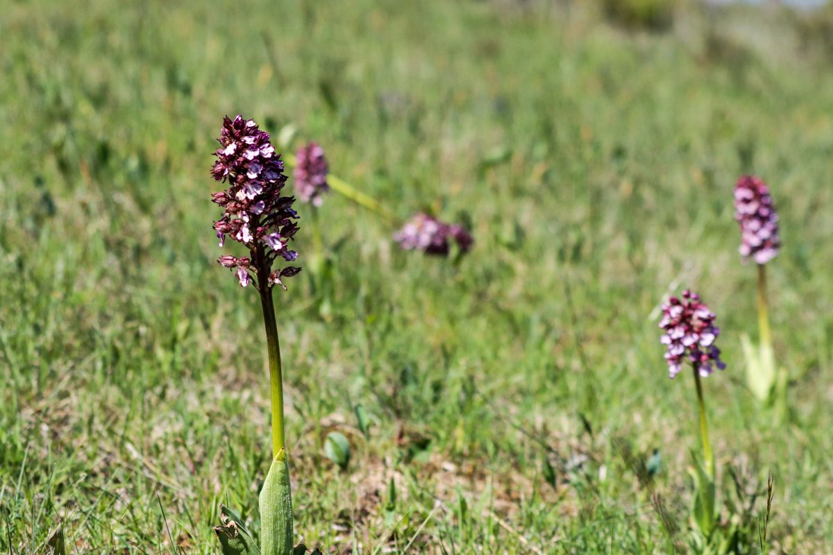 orquídeas pirineo
