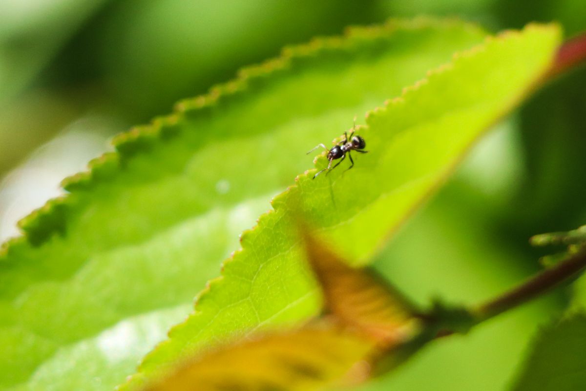 insectos pirineo hormiga