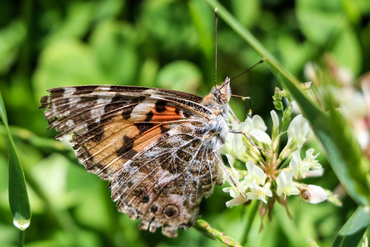 mariposa vanesa de los cardos vanessa cardis migracion migratoria