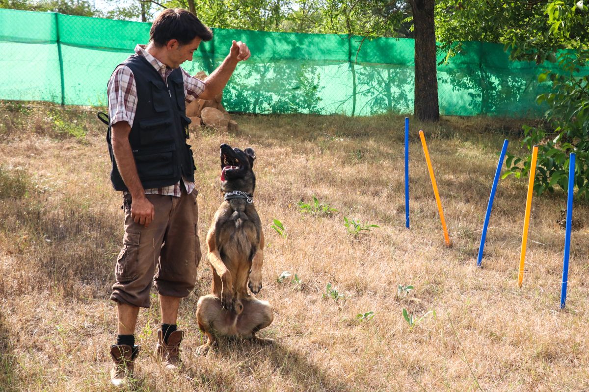 entrevista cesar reyes jacan residencia canina perros de rescate