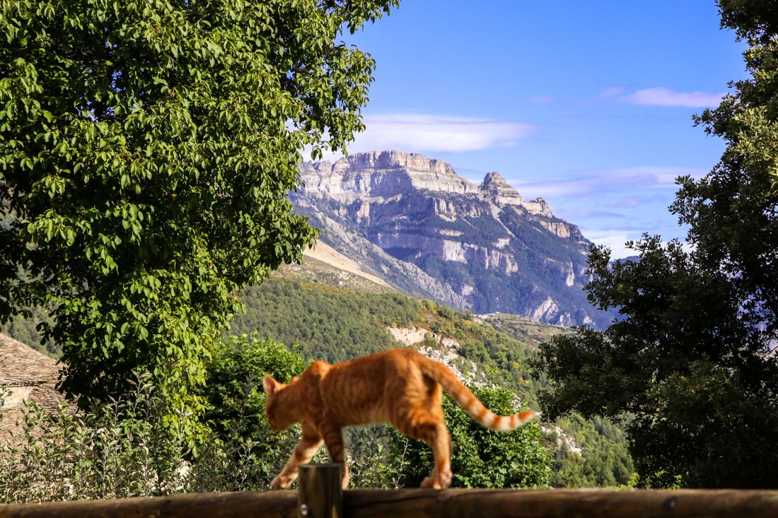 gato vistas pirineo