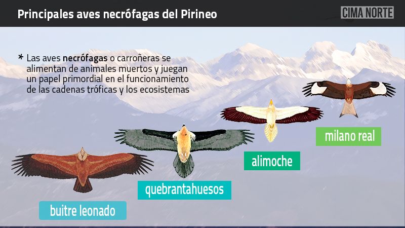 Principales aves necrófagas carroñeras Pirineo