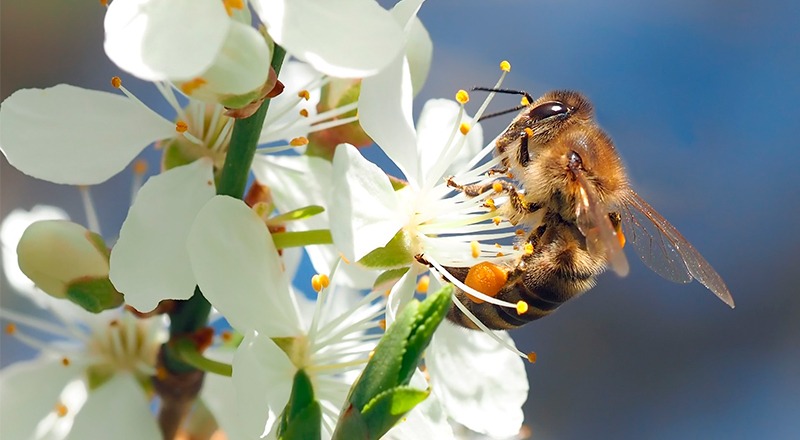abejas flor