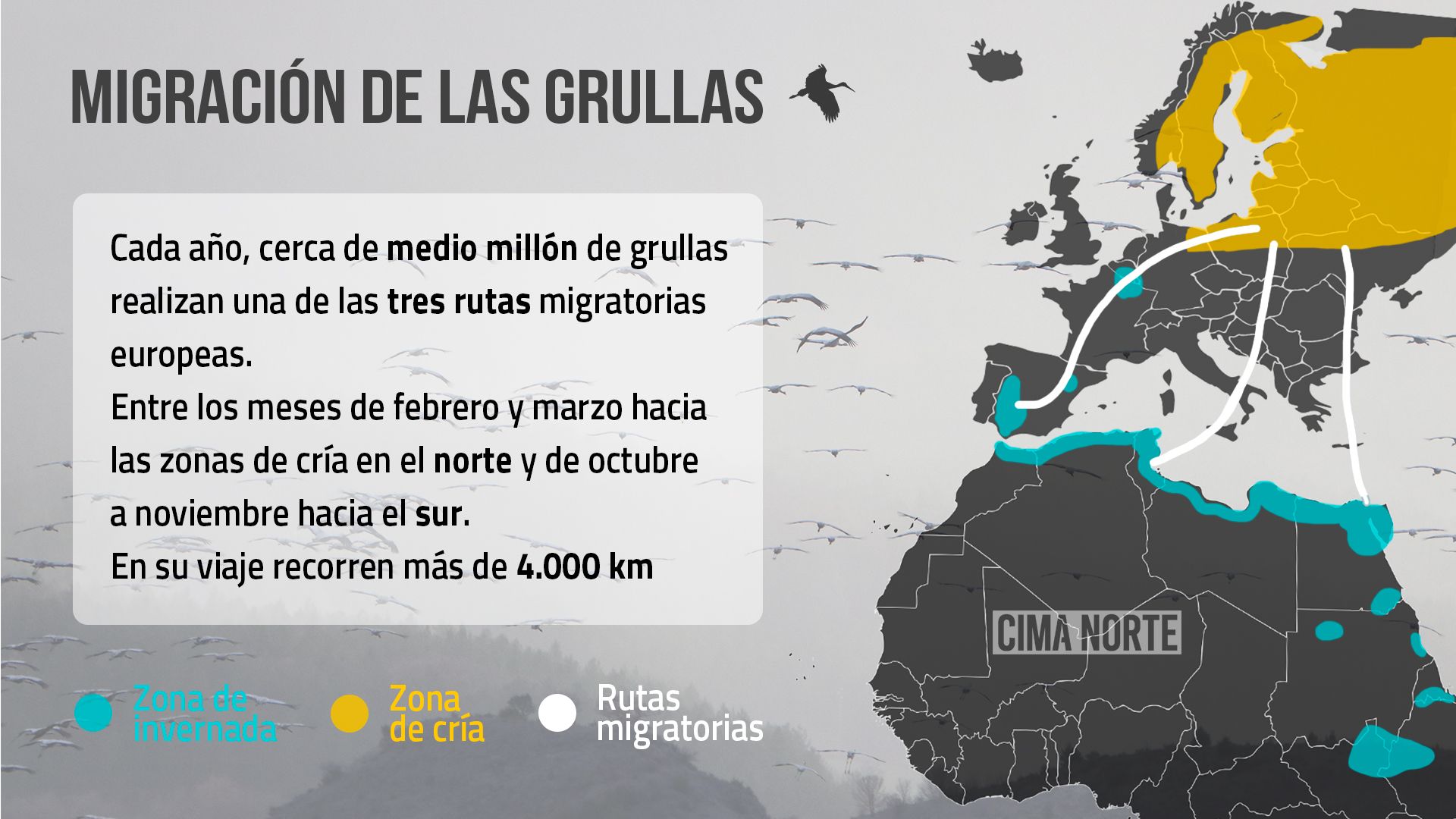 afiche gráfica mapa migracion grullas cima norte
