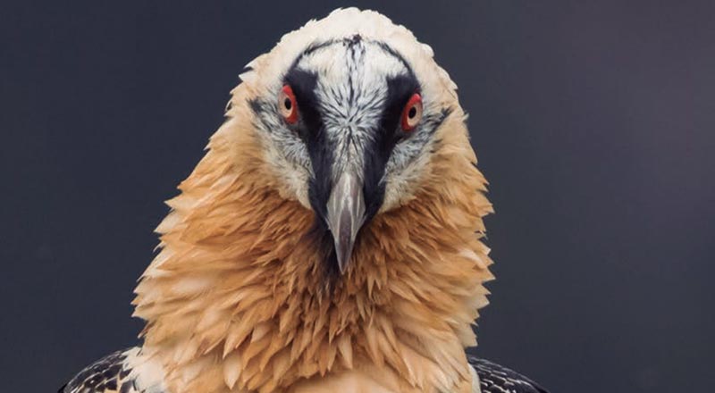 quebrantahuesos aves en peligro de extincion en aragon Pilar Oliva Vidal