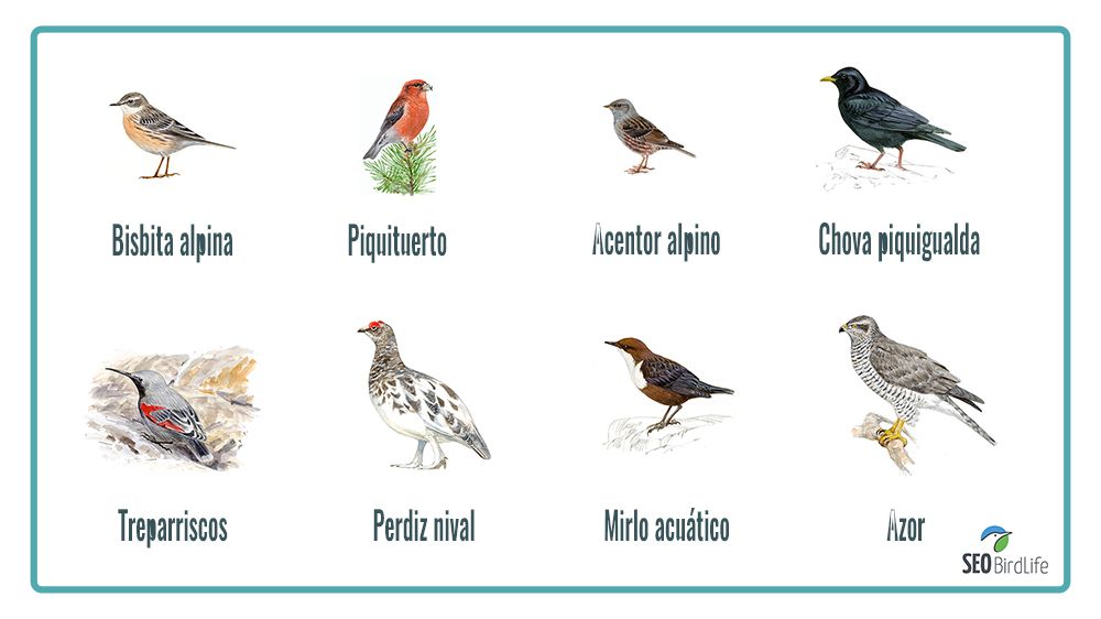 aves Ruta Ornitológica de Bujaruelo
