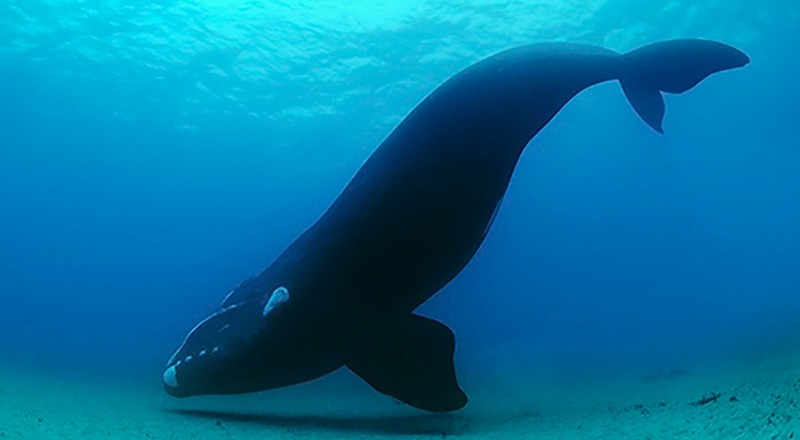 ballen franca glacial o ballena de los vascos mamiferos