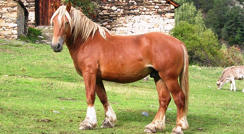 cavall pirinenc catalá