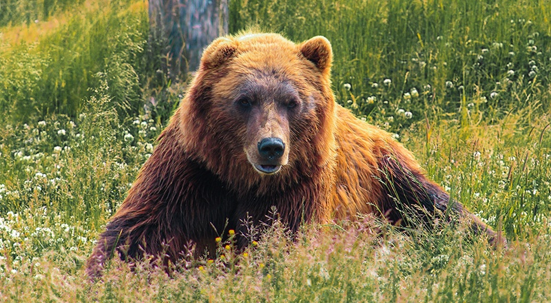 como actuar qué hacer ante la presencia de un oso