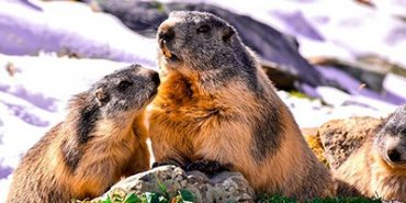 Las marmotas se comunican mediante dialectos