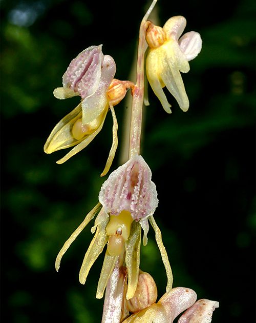 epipogium aphyllum orquideas pirineo raras