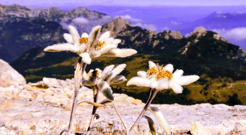 flor de nieve nieu edelweiss