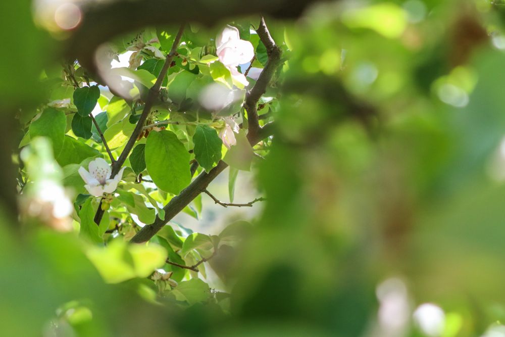 Almendro Prunus dulcis flor pirineo blanca
