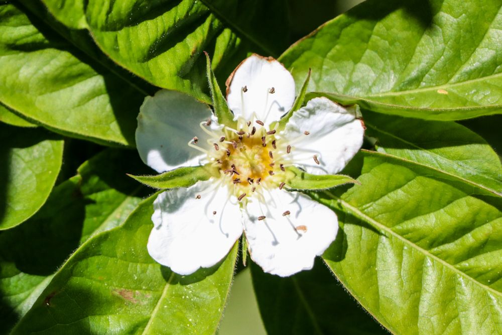 blanca Espino albar (Crataegus monogyna) flor pirineo
