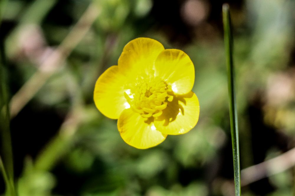 Botón de oro o Gata rabiosa Ranunculus arvensis pirineo