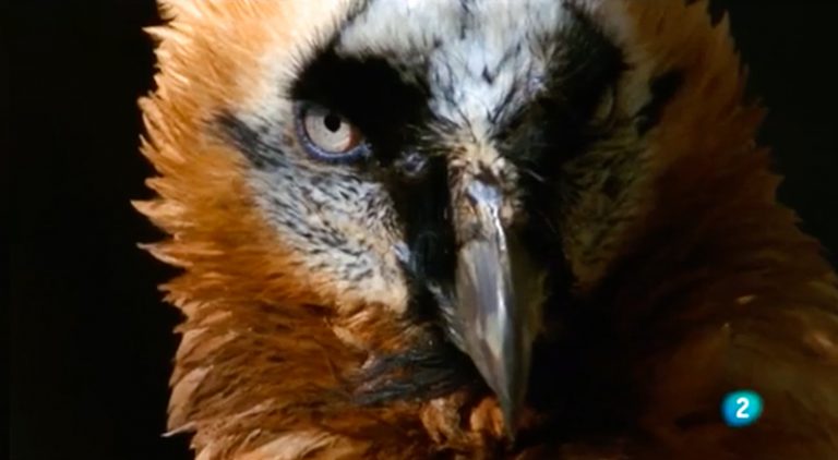 Explorando la Cara Norte de los Pirineos: Aventura y Belleza en Estado Puro