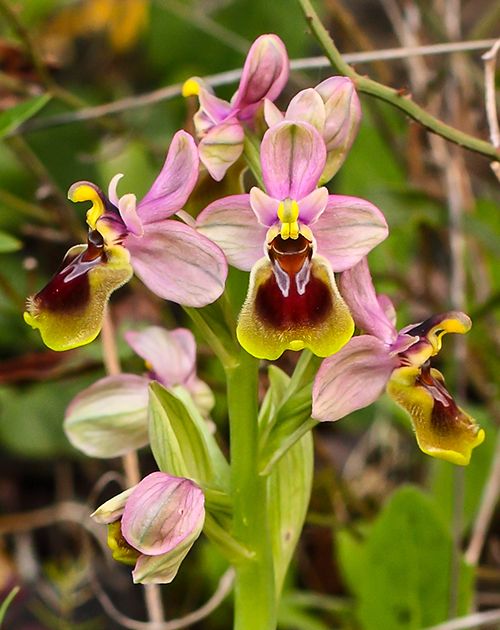 ophrys ficalhoana guimaraes orquideas pirineo