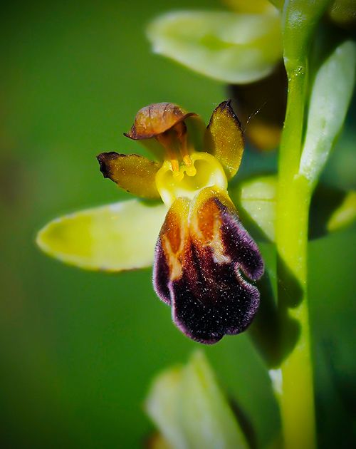 ophrys vaconia orquideas pirineo