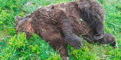 Matan a tiros a un oso en el Pirineo francés