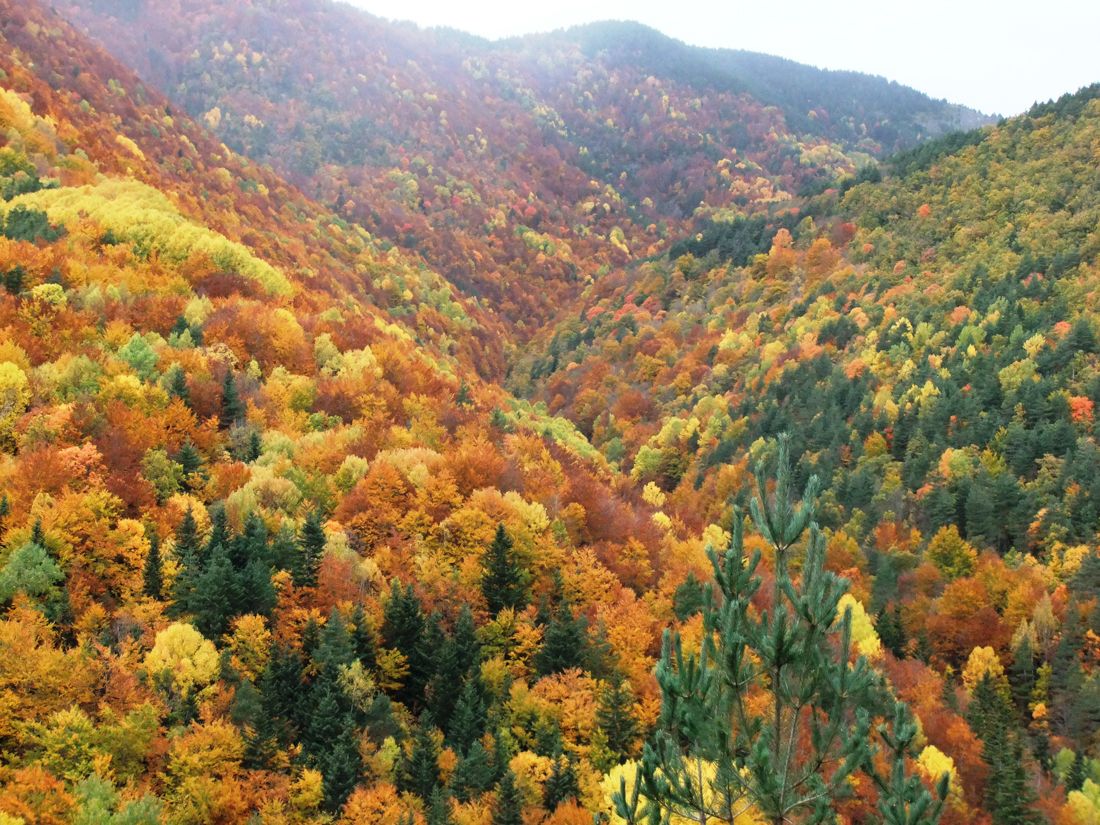bosques otoño pirineo aragones