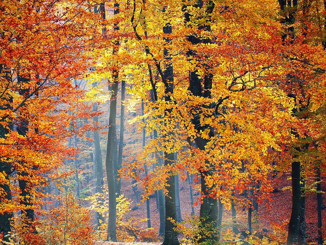 bosques otoño pirineo aragones