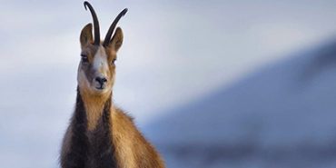 15 especies animales autóctonas del Pirineo