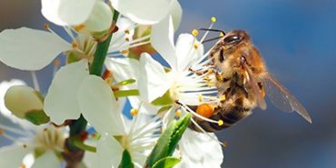 La Península Ibérica es uno de los lugares del mundo con mayor diversidad de abejas