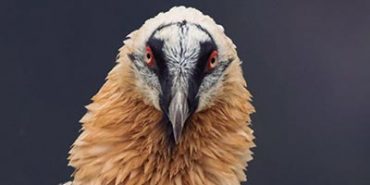 Las 7 aves de Aragón en peligro de extinción