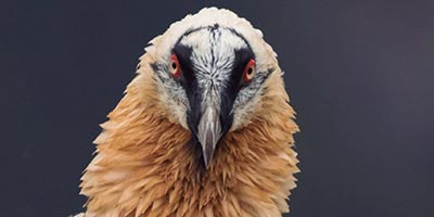 Pilar Oliva Vidal aves en peligro de extincion en aragon