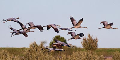 El proyecto de turismo ornitológico Birding Aragón alza el vuelo