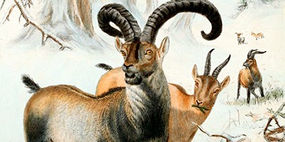 La historia del bucardo, la cabra montés extinta del Pirineo