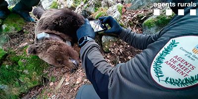 Encuentran muerto al oso Cachou en la Val d’Aran