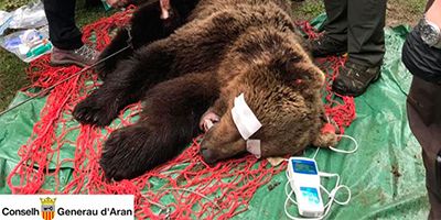 Cachou murió por el ataque de otro oso y la caída por un precipicio