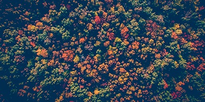 ¿Por qué las hojas cambian su color en otoño?