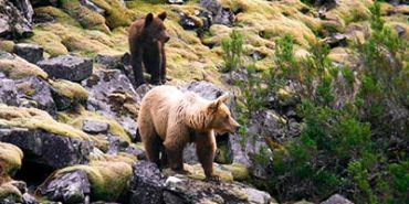 Más de 25 ONG piden cambios ante la muerte de tres osos en el Pirineo