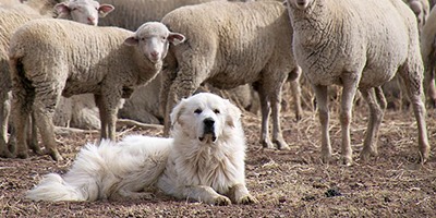 Recuperación del perro guardián para proteger los rebaños del Pirineo