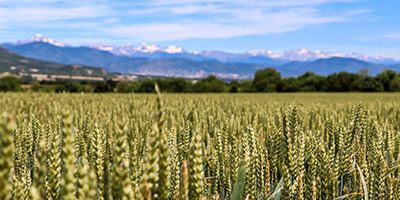 El trigo y el ordio en el Pirineo