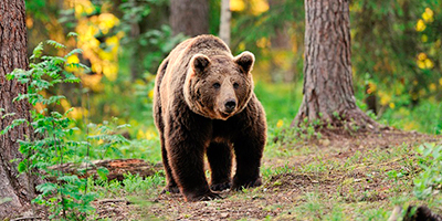 especies de aragon en peligro de extincion oso