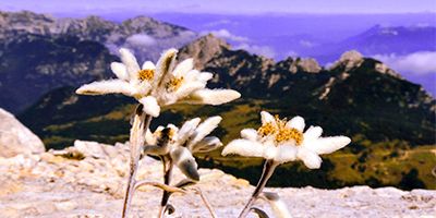 La leyenda de la flor de nieve y Edelweiss