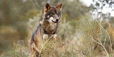Detectan por primera vez en 100 años la presencia de lobo en el Parc Nacional d’Aigüestortes