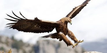 Las 7 águilas del Pirineo
