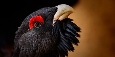 El 25% de la avifauna española se encuentra amenazada según el Libro Rojo 2021