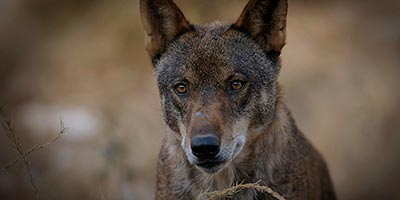 Proponen la inclusión del lobo en el listado de Protección Especial