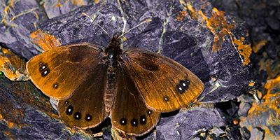 La mariposa endémica de la Sierra de Guara