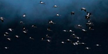 La migración de las grullas