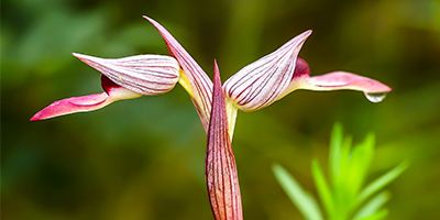 Las 9 orquídeas más «raras» del Pirineo aragonés